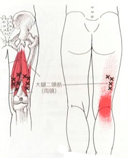 大腿二頭筋2.jpg