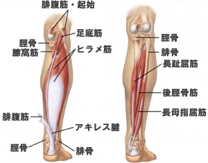 長母趾屈筋.jpg