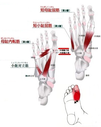 障害 種子 骨